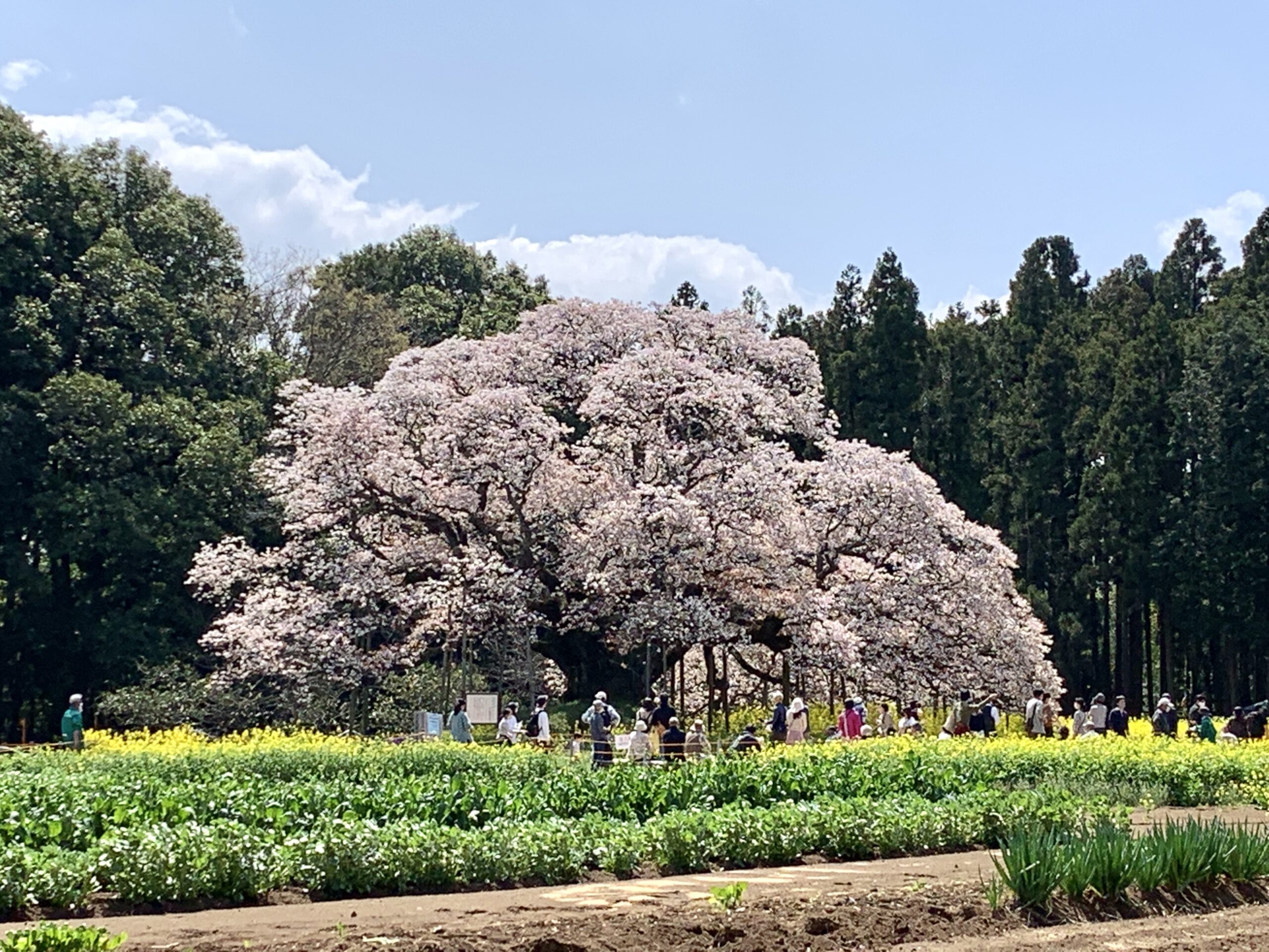 吉高の大桜